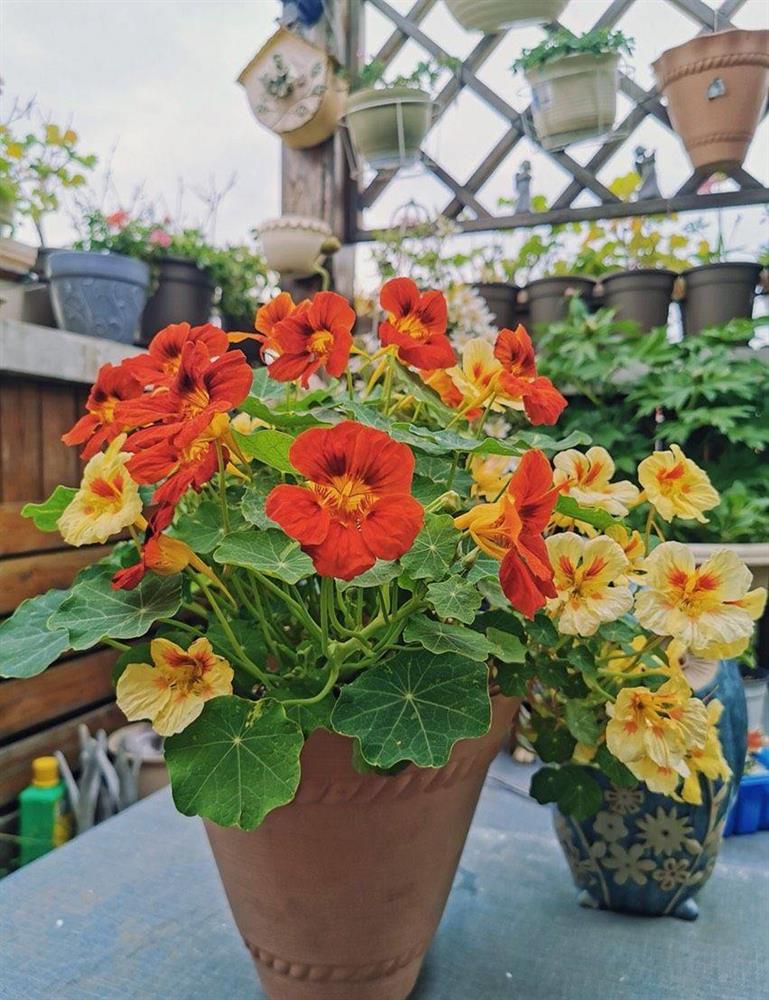 Khu vườn sân thượng nhỏ xíu, tuy diện tích có hạn nhưng sở hữu vô vàn các loài hoa-12