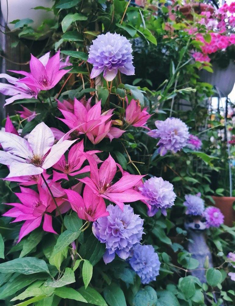 Khu vườn sân thượng nhỏ xíu, tuy diện tích có hạn nhưng sở hữu vô vàn các loài hoa-6