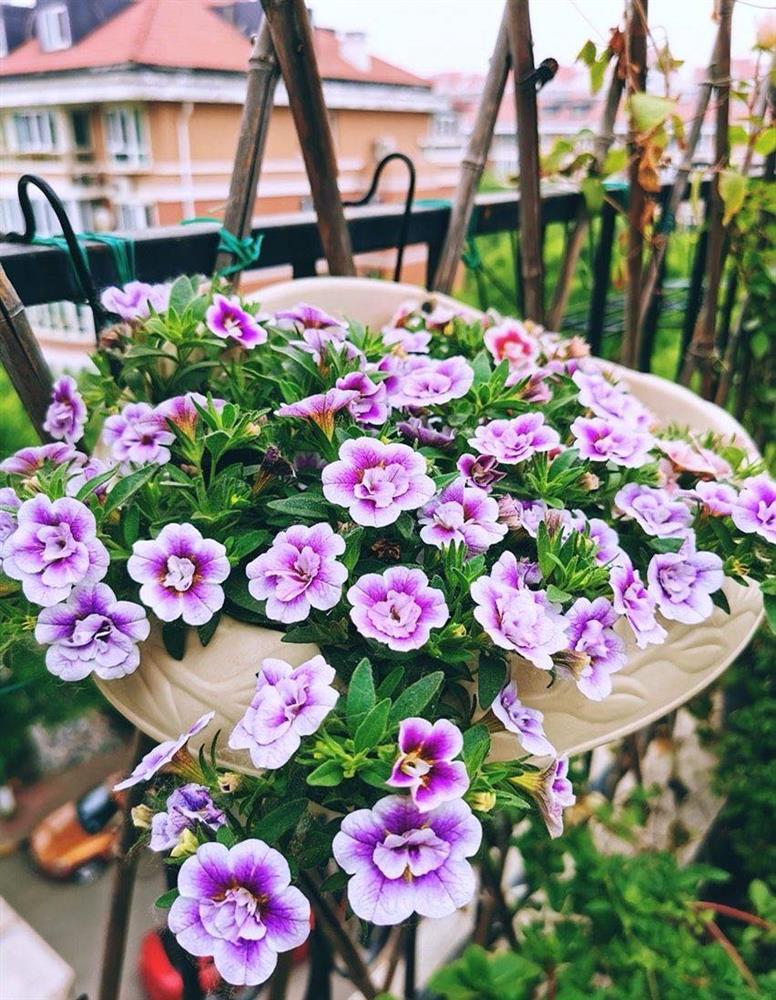 Khu vườn sân thượng nhỏ xíu, tuy diện tích có hạn nhưng sở hữu vô vàn các loài hoa-9