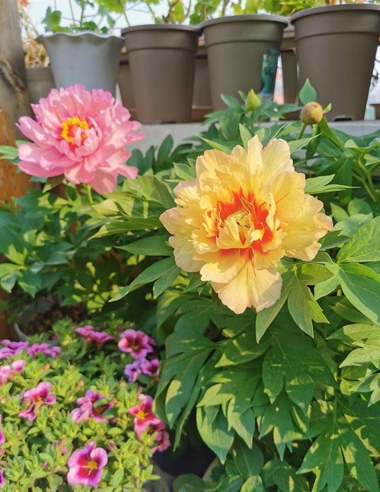 Khu vườn sân thượng nhỏ xíu, tuy diện tích có hạn nhưng sở hữu vô vàn các loài hoa-14