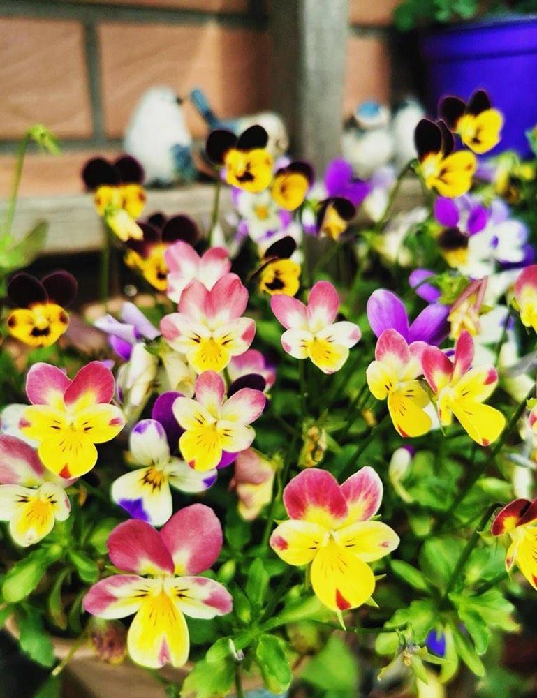 Khu vườn sân thượng nhỏ xíu, tuy diện tích có hạn nhưng sở hữu vô vàn các loài hoa-15