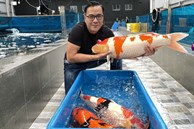 'Vua cá Koi' Thắng Ngô là ai mà sở hữu công ty cá hàng top thế giới, từng gây sốt từ cuộc thi Siêu trí tuệ Việt Nam?