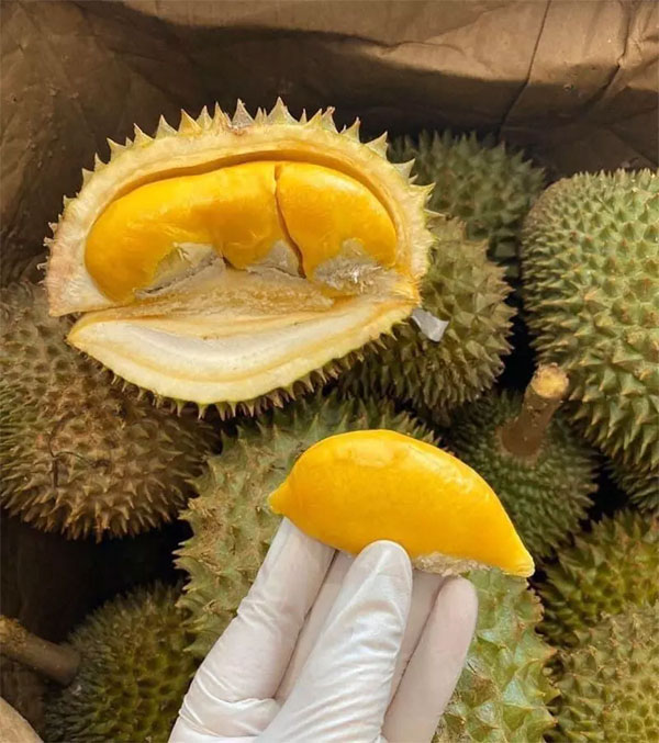 Sầu riêng Thái Lan dội chợ, giá đắt gấp đôi hàng Việt vẫn ‘cháy hàng’-2