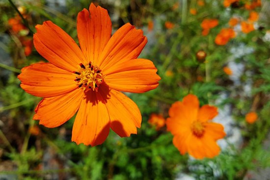 Đầu mùa hè, 4 con giáp mừng ngày, vui đêm, cả tháng gặp may mắn, cơm áo không lo