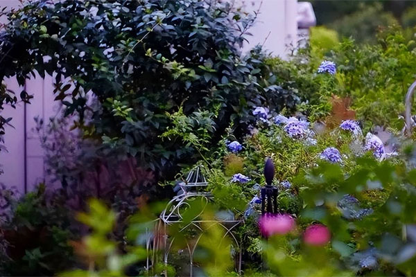 Trồng cây nữ hoàng trên đỉnh núi: Hàng không đủ bán, nhà giàu Dubai ngỏ ý làm ăn lớn-6