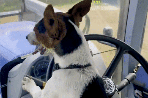 Chú chó khóc nức nở khi gặp lại chủ nhân sau 1 tháng xa cách khiến dân mạng vô cùng xúc động-1