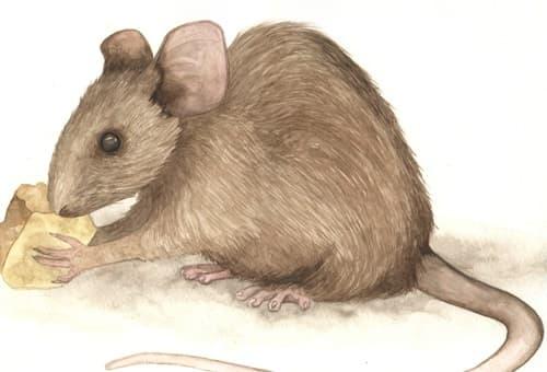 Top 3 con giáp giả nghèo giả khổ nhưng đích thị là đại gia, giàu nứt đố đổ vách, lắm tiền nhiều của-1