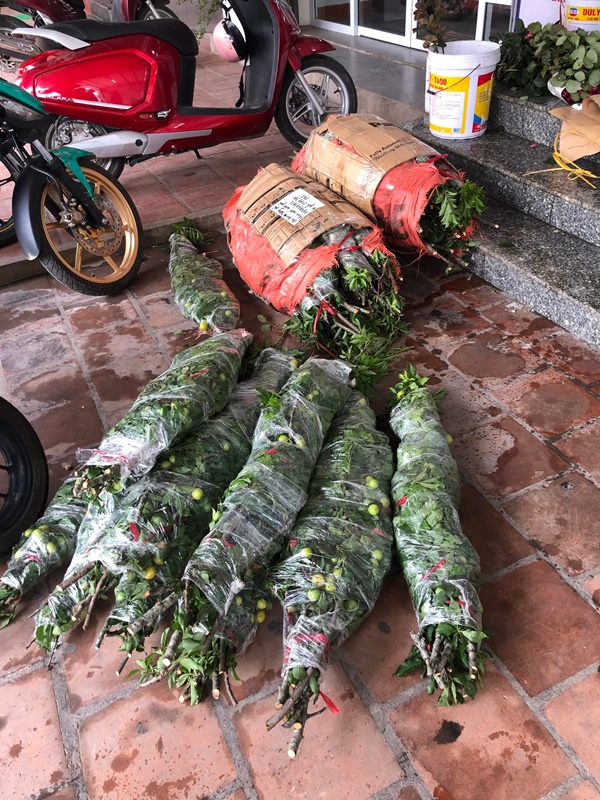 Chị em ở Hà Nội rộ mốt cắm cành quả mận, vừa đẹp nhà mà khi thèm còn vặt chấm muối ớt ăn được liền-1