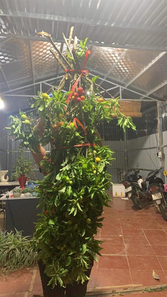 Chị em ở Hà Nội rộ mốt cắm cành quả mận, vừa đẹp nhà mà khi thèm còn vặt chấm muối ớt ăn được liền-2