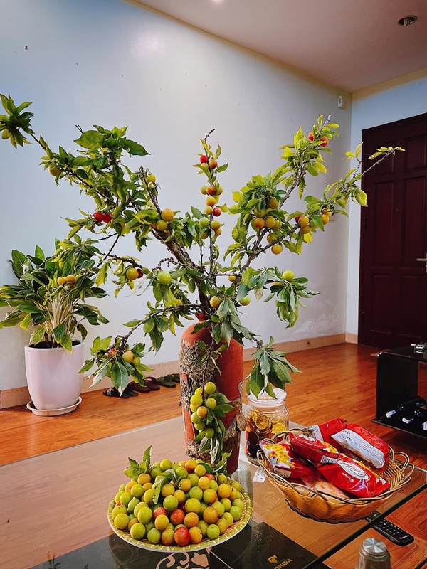 Chị em ở Hà Nội rộ mốt cắm cành quả mận, vừa đẹp nhà mà khi thèm còn vặt chấm muối ớt ăn được liền-4