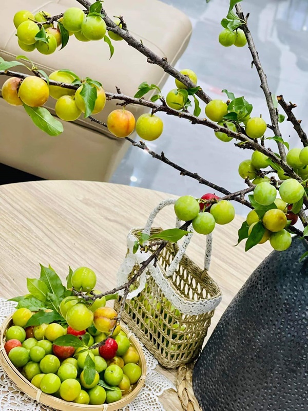 Chị em ở Hà Nội rộ mốt cắm cành quả mận, vừa đẹp nhà mà khi thèm còn vặt chấm muối ớt ăn được liền-6