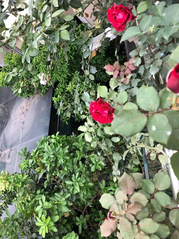 Thanh Lam bất ngờ khoe góc sân thượng ngập hoa hồng-5