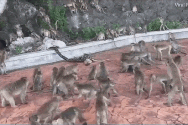Clip: Đồng loại bị trăn siết chặt, hàng chục con khỉ xông tới giải cứu