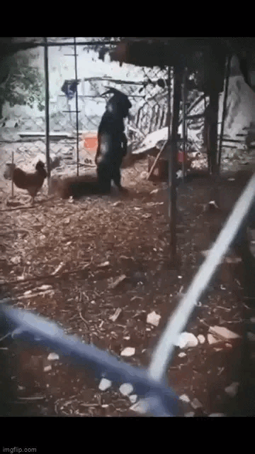 Thấy con dê đi 2 chân, chủ lấy điện thoại ghi lại, những gì diễn ra sau đó gây rùng mình-1