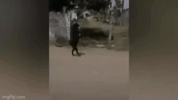 Thấy con dê đi 2 chân, chủ lấy điện thoại ghi lại, những gì diễn ra sau đó gây rùng mình-3