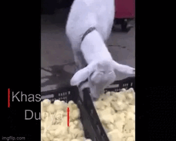 Thấy con dê đi 2 chân, chủ lấy điện thoại ghi lại, những gì diễn ra sau đó gây rùng mình-4