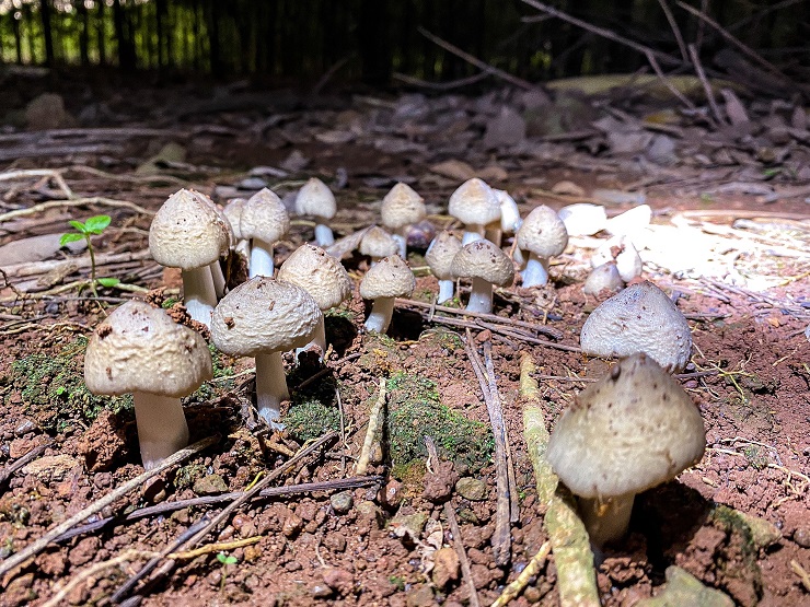 Loại nấm đặc sản mọc từ tổ mối có giá 1,5 triệu đồng/kg nhưng vẫn khó mua-2