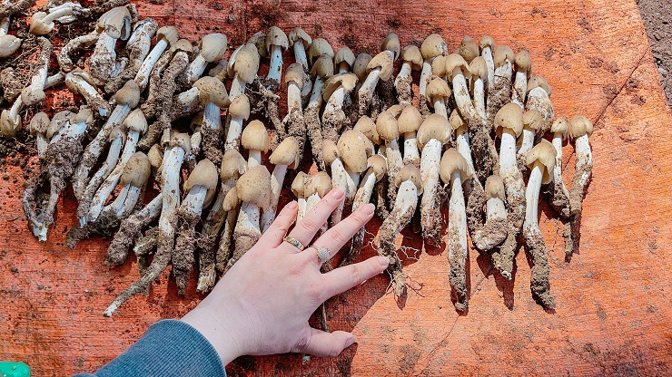 Loại nấm đặc sản mọc từ tổ mối có giá 1,5 triệu đồng/kg nhưng vẫn khó mua-4