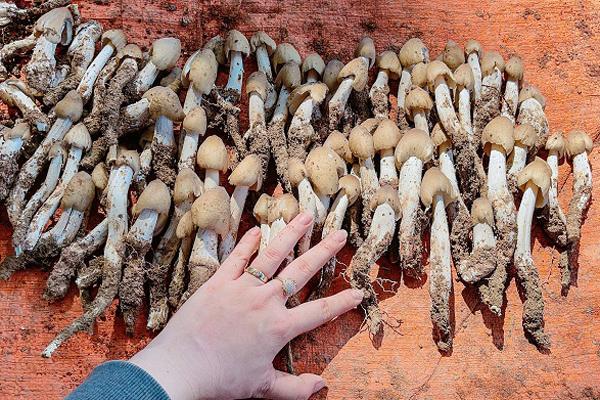 Nho xanh Úc ‘giòn như cà pháo’, hạn chế người mua 3kg/đơn hàng-4