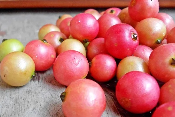 Không cần cherry, việt quất nhập khẩu đắt đỏ, ở Việt Nam có 1 loại quả rụng đầy gốc thay thế tốt, vừa sản xuất collagen lại phòng bệnh ung thư-2