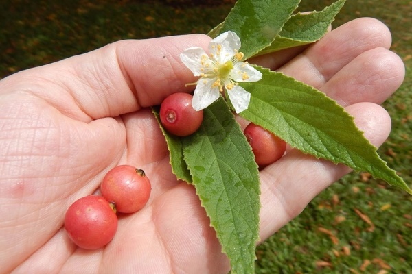 Không cần cherry, việt quất nhập khẩu đắt đỏ, ở Việt Nam có 1 loại quả rụng đầy gốc thay thế tốt, vừa sản xuất collagen lại phòng bệnh ung thư-5