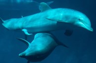 Khoa học lột trần thói quen 'hư hỏng' của cá heo, hóa ra loài động vật thông minh này còn có đời sống yêu đương cực kỳ phóng túng?