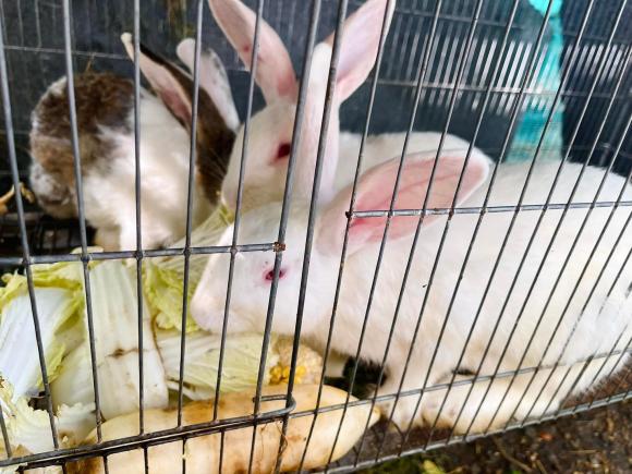 Ca sĩ Mỹ Lệ khoe khu vườn rộng hàng nghìn m2: Chăn nuôi gia súc, cây trồng sai trĩu quả, ngập hoa thơm-8