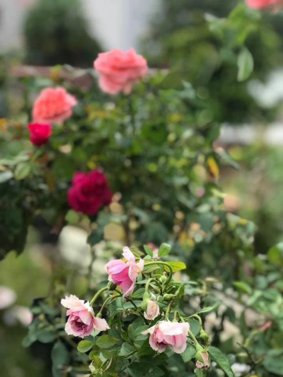 Ca sĩ Mỹ Lệ khoe khu vườn rộng hàng nghìn m2: Chăn nuôi gia súc, cây trồng sai trĩu quả, ngập hoa thơm-10