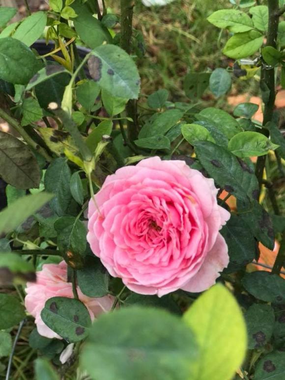 Ca sĩ Mỹ Lệ khoe khu vườn rộng hàng nghìn m2: Chăn nuôi gia súc, cây trồng sai trĩu quả, ngập hoa thơm-11