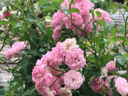 Ca sĩ Mỹ Lệ khoe khu vườn rộng hàng nghìn m2: Chăn nuôi gia súc, cây trồng sai trĩu quả, ngập hoa thơm-13