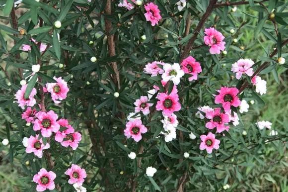 Ca sĩ Mỹ Lệ khoe khu vườn rộng hàng nghìn m2: Chăn nuôi gia súc, cây trồng sai trĩu quả, ngập hoa thơm-14