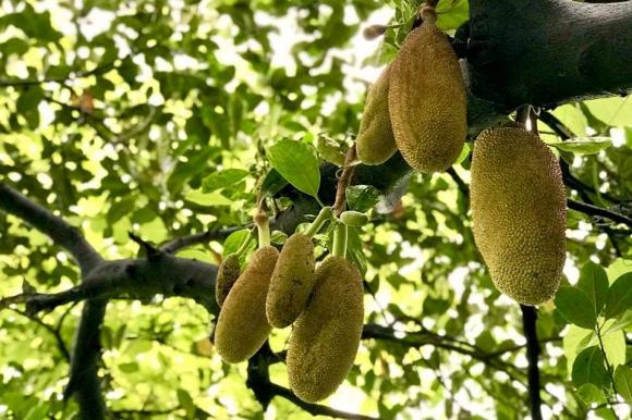 Ca sĩ Mỹ Lệ khoe khu vườn rộng hàng nghìn m2: Chăn nuôi gia súc, cây trồng sai trĩu quả, ngập hoa thơm-16