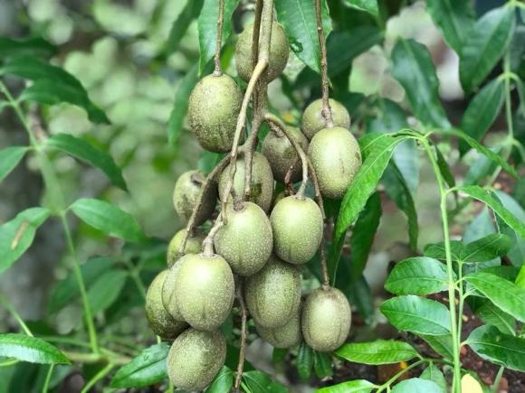 Ca sĩ Mỹ Lệ khoe khu vườn rộng hàng nghìn m2: Chăn nuôi gia súc, cây trồng sai trĩu quả, ngập hoa thơm-17