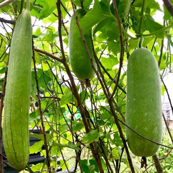 Ca sĩ Mỹ Lệ khoe khu vườn rộng hàng nghìn m2: Chăn nuôi gia súc, cây trồng sai trĩu quả, ngập hoa thơm-18