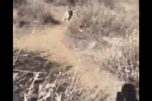 Clip: Dại dột cho tay vào miệng sư tử, nam thanh niên nhận kết đắng-1