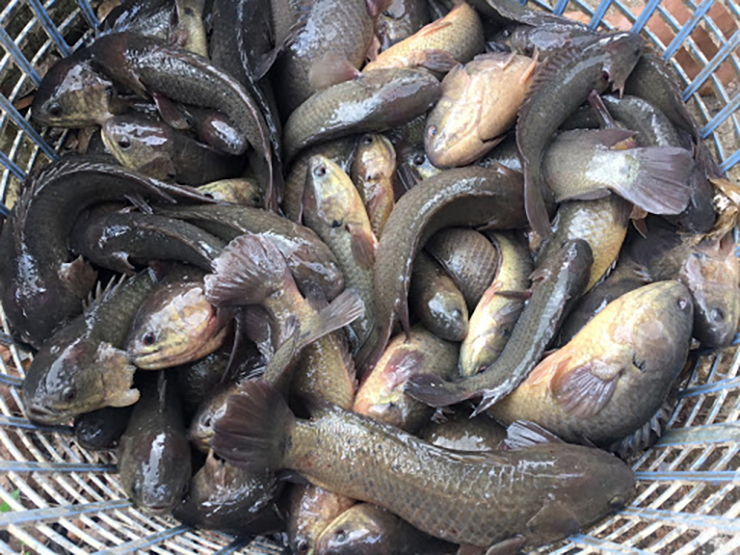 Loại cá rẻ tiền xưa có đầy ngoài đồng, giờ cực hiếm bắt về bán 250.000 đồng/kg-1