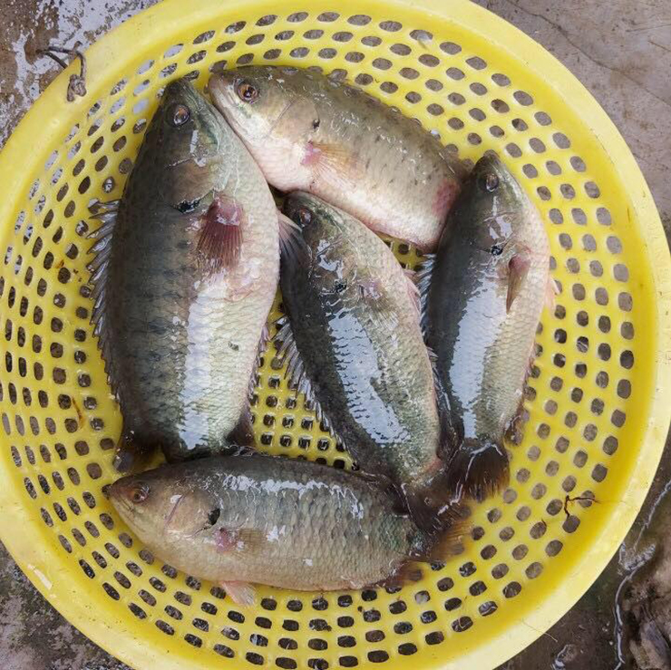 Loại cá rẻ tiền xưa có đầy ngoài đồng, giờ cực hiếm bắt về bán 250.000 đồng/kg-2