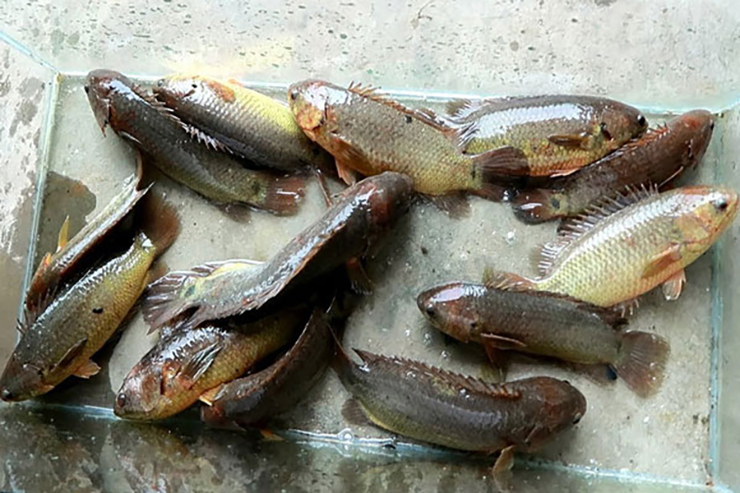 Loại cá rẻ tiền xưa có đầy ngoài đồng, giờ cực hiếm bắt về bán 250.000 đồng/kg-5