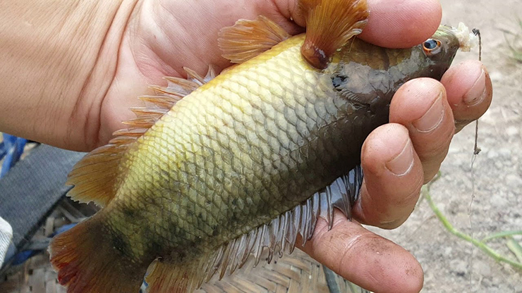 Loại cá rẻ tiền xưa có đầy ngoài đồng, giờ cực hiếm bắt về bán 250.000 đồng/kg-7