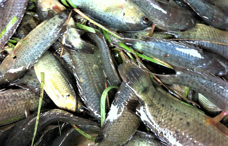 Loại cá rẻ tiền xưa có đầy ngoài đồng, giờ cực hiếm bắt về bán 250.000 đồng/kg-8