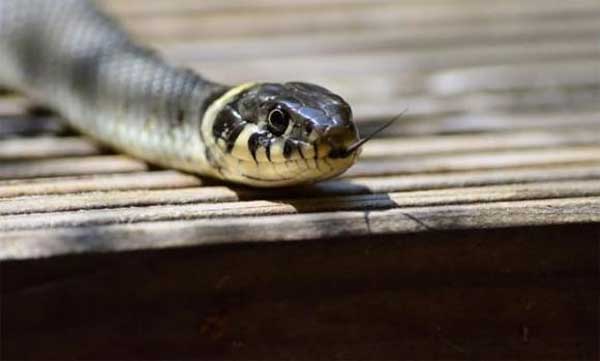 Khổ tận cam lai, cuối tháng 4 âm lịch là thời điểm may mắn của 3 con giáp này, cơ hội làm giàu trong tầm tay, muốn gì được nấy-1