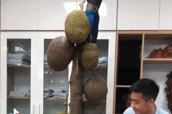 Cây mít mọc giữa văn phòng của một công ty nhưng vẫn mãnh liệt sống và sai quả, nhân viên tiện tay hái một quả bất ngờ ở bên trong