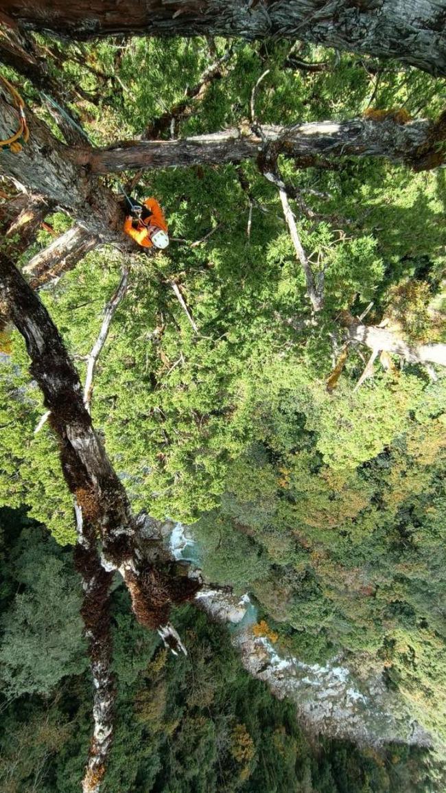 Nghề nguy hiểm: Thu thập hạt giống trên núi cao 5.000m hay hố sâu dưới lòng đất với những rủi ro không ai ngờ-9