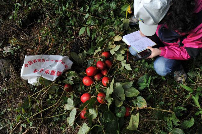 Nghề nguy hiểm: Thu thập hạt giống trên núi cao 5.000m hay hố sâu dưới lòng đất với những rủi ro không ai ngờ-11