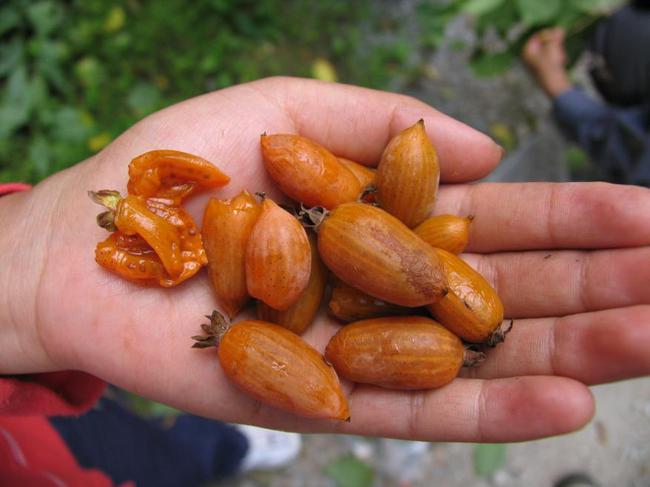 Nghề nguy hiểm: Thu thập hạt giống trên núi cao 5.000m hay hố sâu dưới lòng đất với những rủi ro không ai ngờ-12