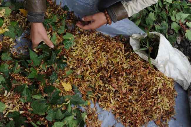 Nghề nguy hiểm: Thu thập hạt giống trên núi cao 5.000m hay hố sâu dưới lòng đất với những rủi ro không ai ngờ-13