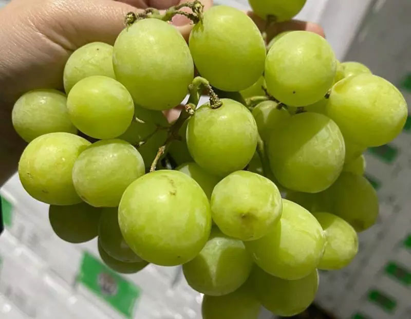 Nho xanh Úc ‘giòn như cà pháo’, hạn chế người mua 3kg/đơn hàng-2