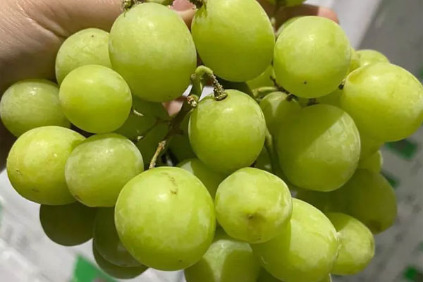 Nho đen không hạt bán đầy chợ mạng với giá chỉ 40 nghìn đồng/kg, nguồn gốc ở đâu?-6