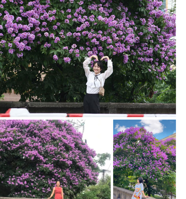 Tìm ra góc bằng lăng tím lên hình đẹp nhất Hà Nội, dân tình rủ nhau check-in nhanh kẻo đông-2