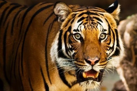 4 con giáp 30 tuổi xây nhà to, 40 tuổi nằm không hưởng phúc, 50 tuổi vạn điều viên mãn